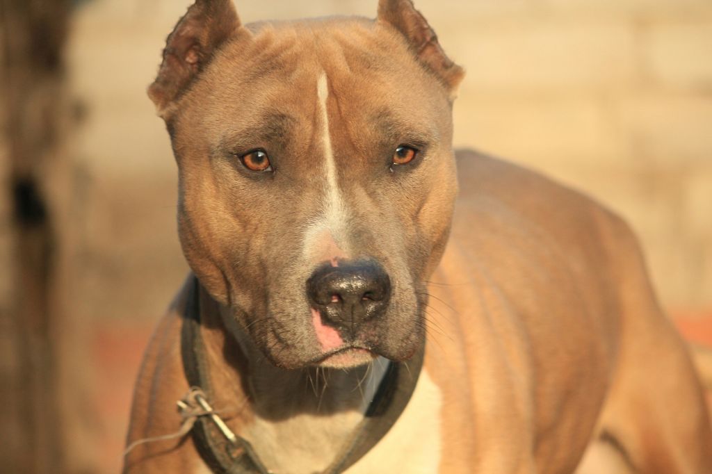 Close-Up Of Pit Bull Terrier On Field