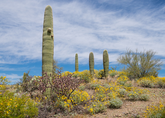 Arizona - Electoral Votes: 11